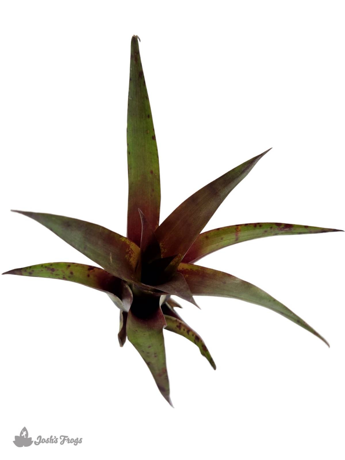 Vriesea corcovadensis Bromeliad