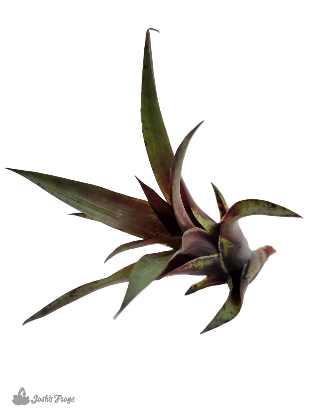 Vriesea corcovadensis Bromeliad