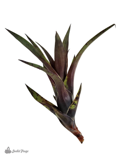 Vriesea corcovadensis Bromeliad