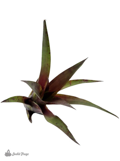 Vriesea corcovadensis Bromeliad